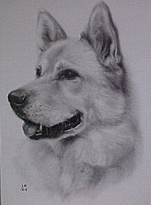 dog pencil drawing