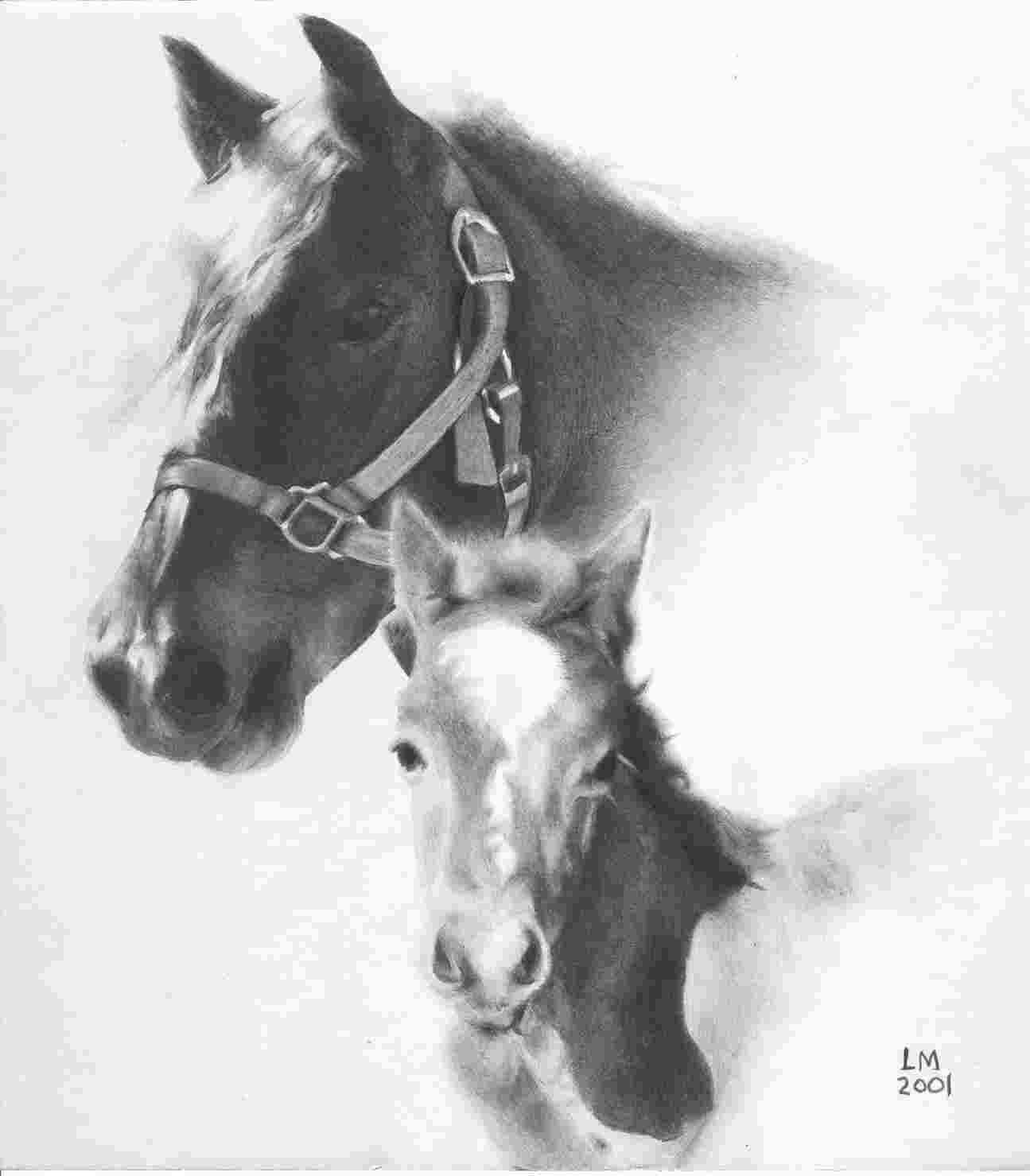 horse pencil drawing