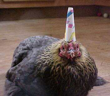 chicken with a birthday hat