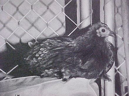 pencil drawing of Miracle Chicken